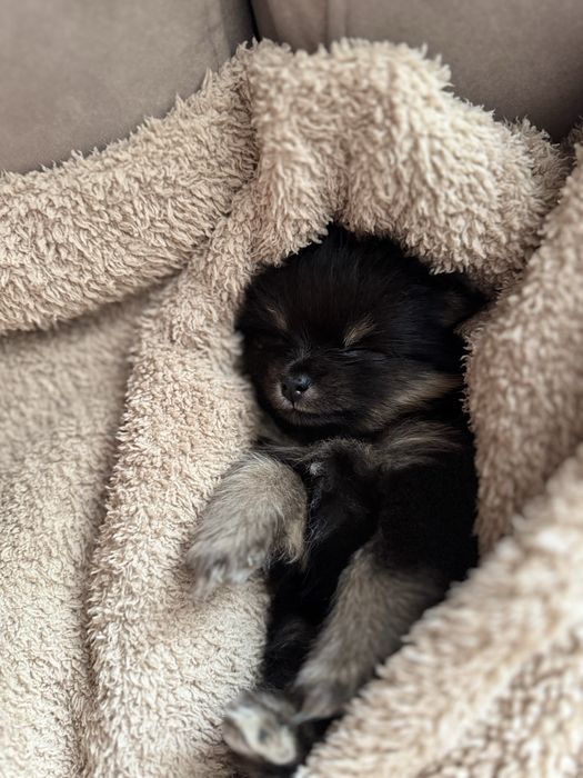 Szpic miniaturowy pomeranian black tan sunia/piesek