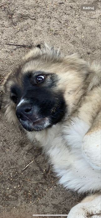 Owczarek środkowoazjatycki suka alabai cao