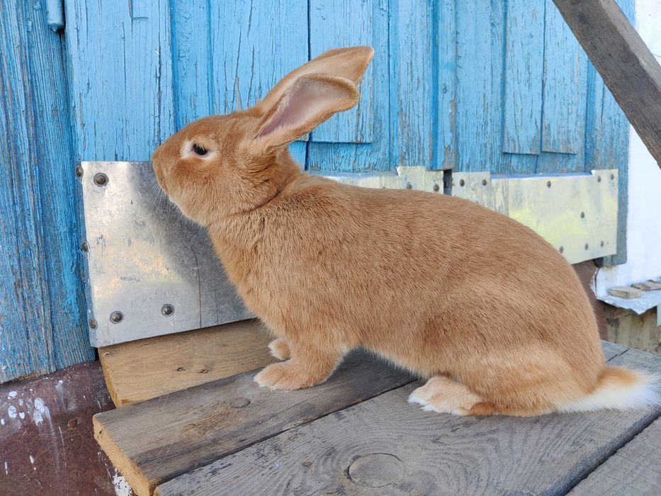 Кролики.    кролі