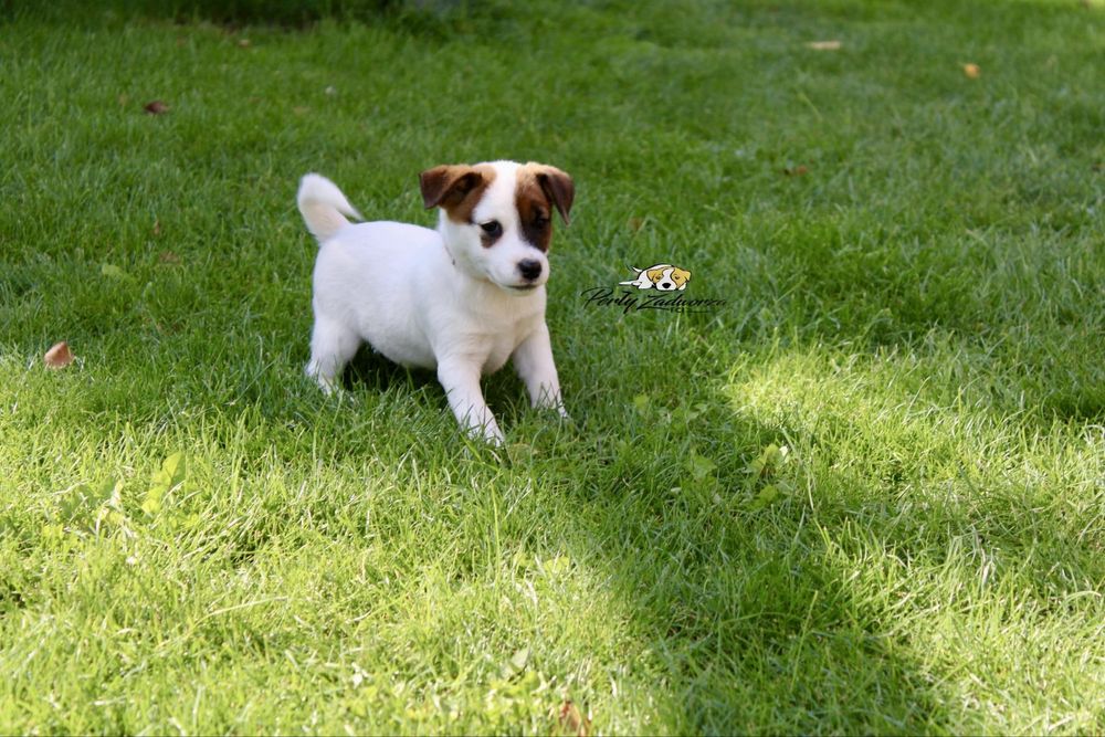 Sunia Jack Russell Terrier ZKwP FCI*Gotowa do odbioru*