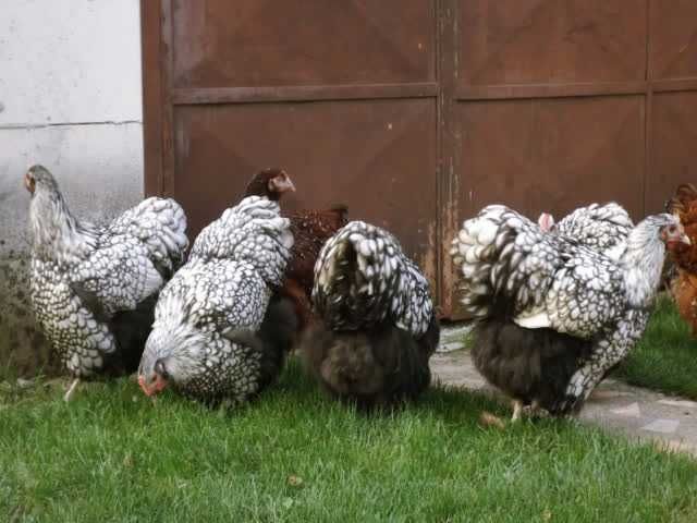 Орпінгтон, інкубаційне яйце.зозуле (смугастий), срібло та шоколадний.