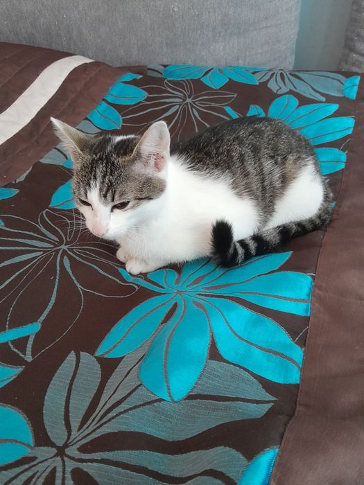 Oddam kotkę w dobre ręce