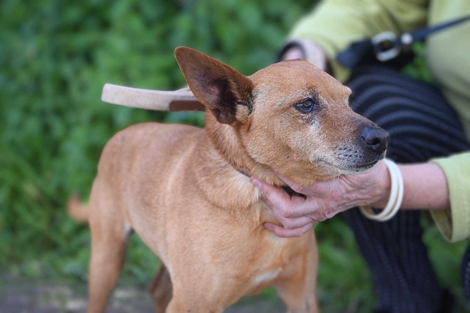 Tobias - cão pequeno para adoção