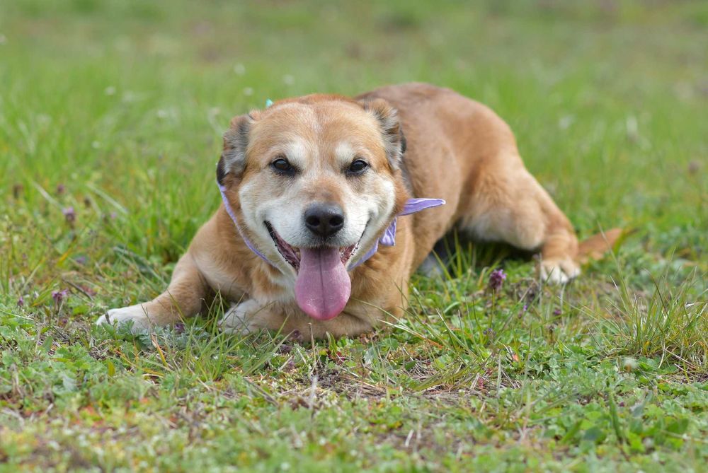 Penne, labrador na krótkich nogach do adopcji!
