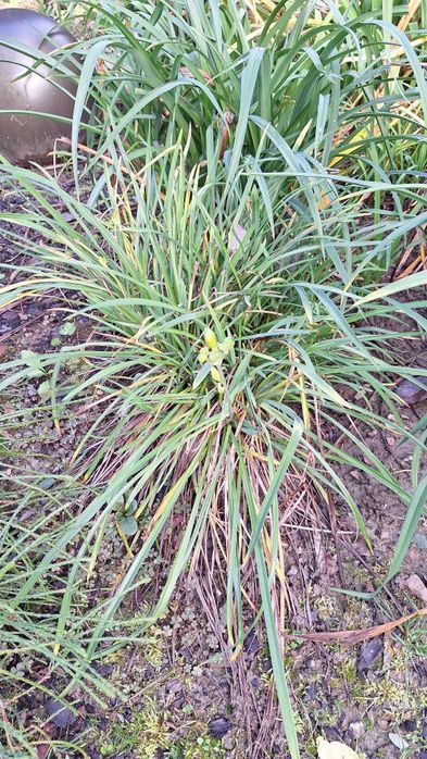 Liliowiec Stella de oro, duży