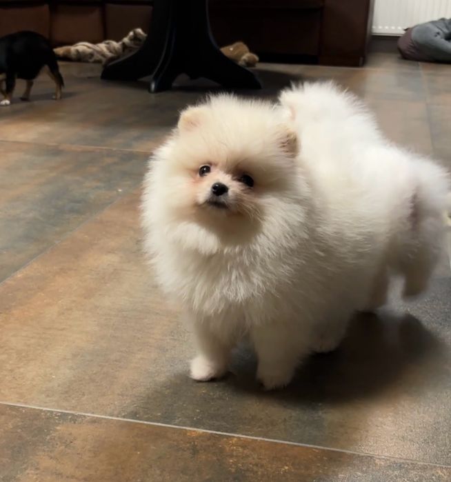 Szpic miniaturowy pomeranian