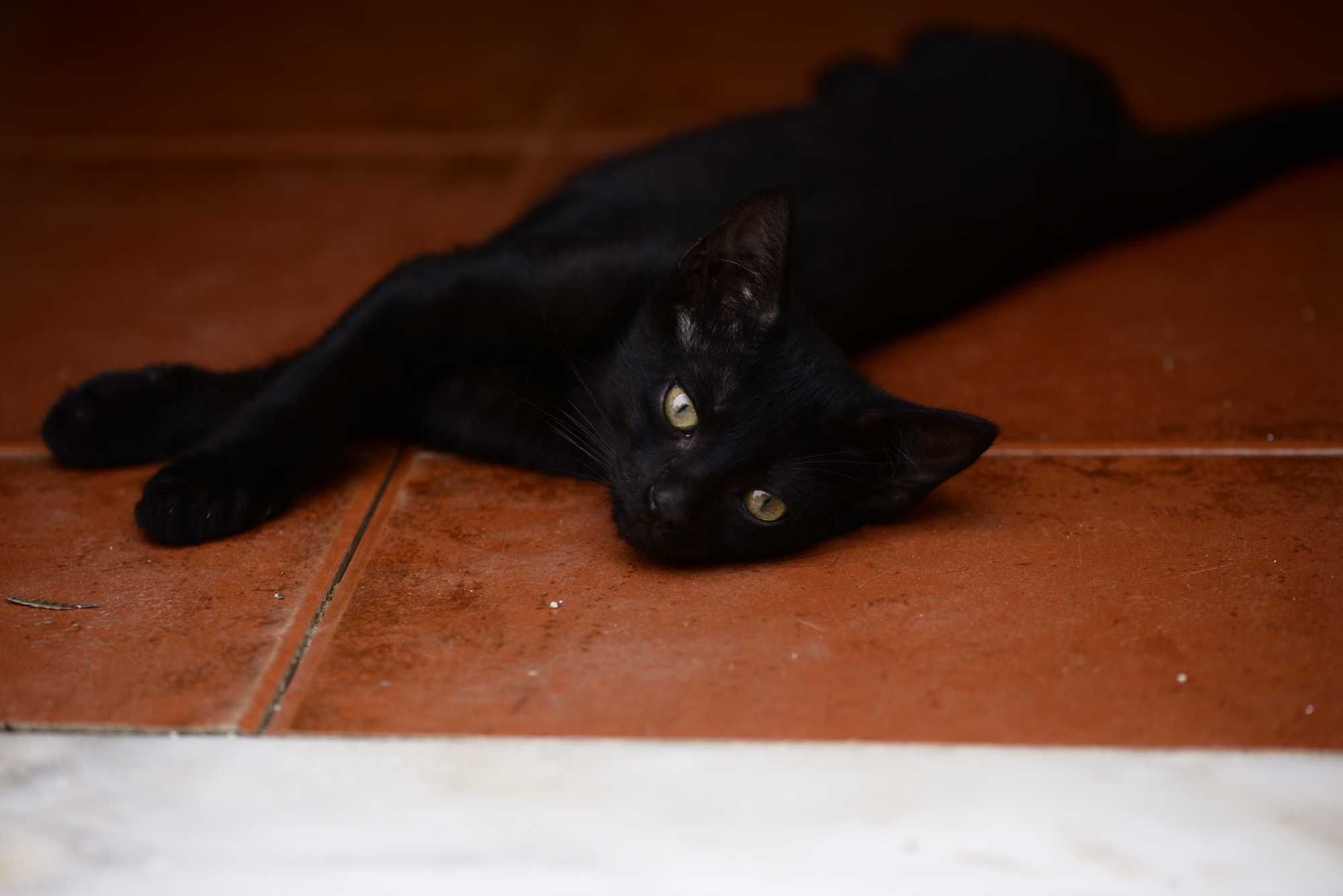 Gatinho (Pequeno 2,3 meses)