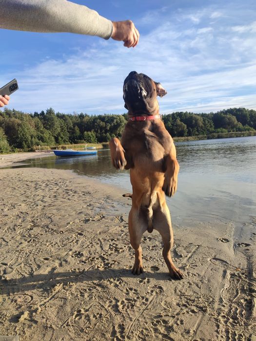 Szczenię Bullmastiff super rodowód FCI