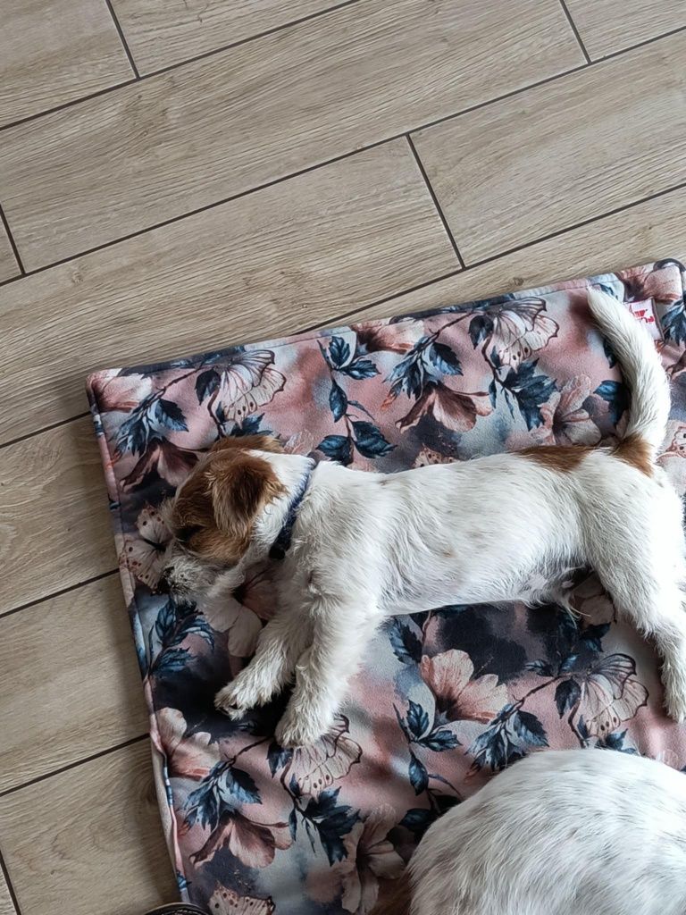 Jacek Russell Terrier  ZKWP  FCI oddział Częstochowa