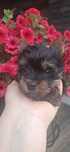 Yorkshire terrier piesek