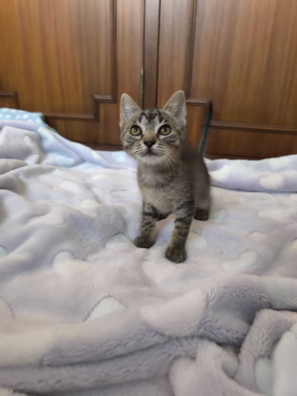 Gatinhas Para adoção