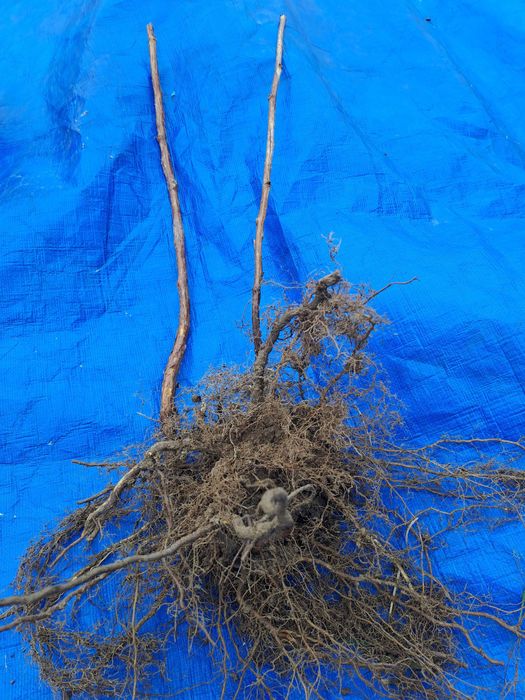 Sadzonki maliny żółtej Poranna Rosa