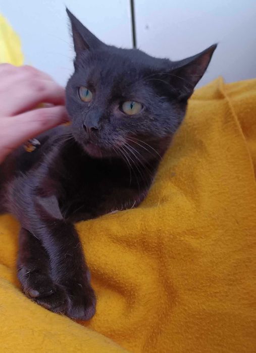 Derry młoda kotka do adopcji