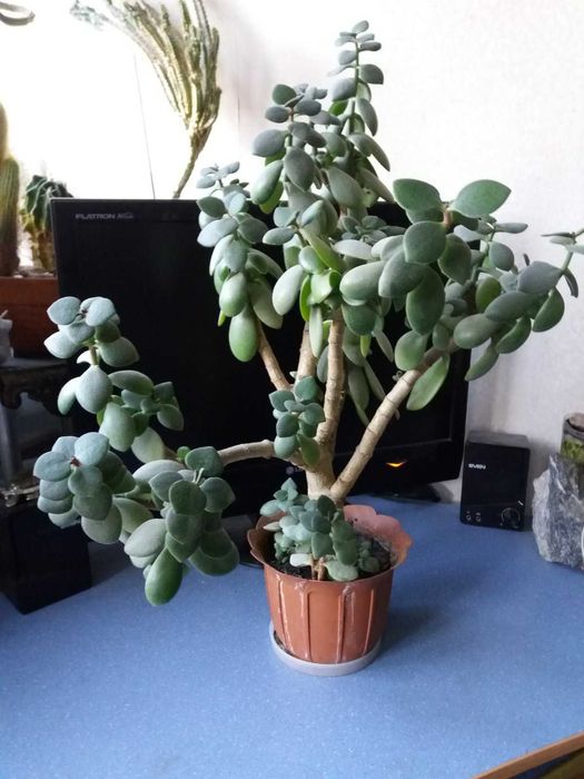 денежное дерево толстянка