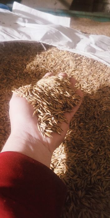 Mieszanka Zbożowa/ Zboże