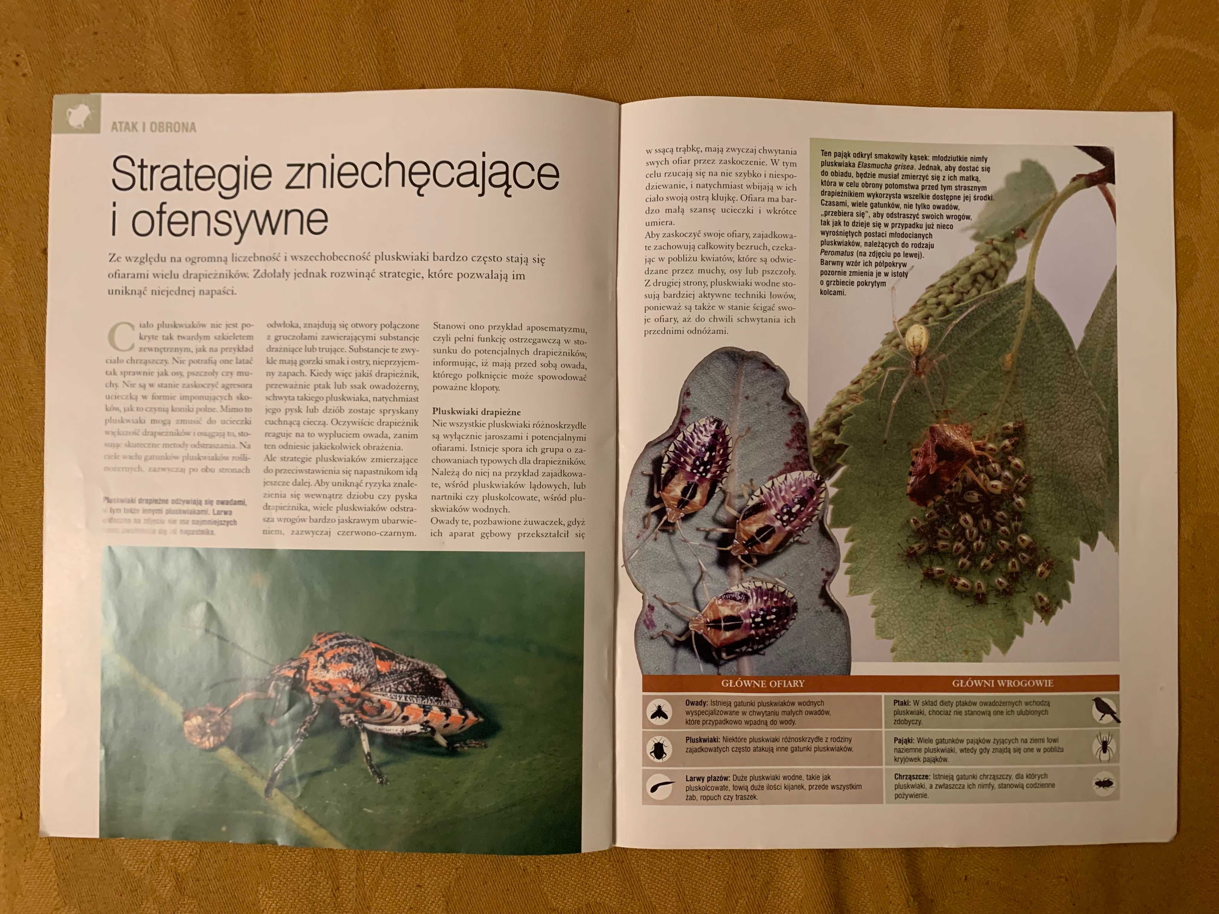 Prawdziwe owady i pajęczaki - gazetka nr 12 z kolekcji - pluskwiaki