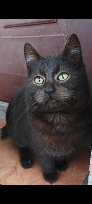 Oddam kotka w dobre ręce