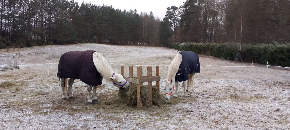 Dam do dzierżawy 2 konie