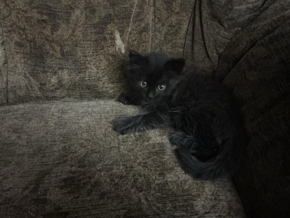 Кошенята у добрі руки