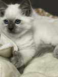 Kot Ragdoll Rag n