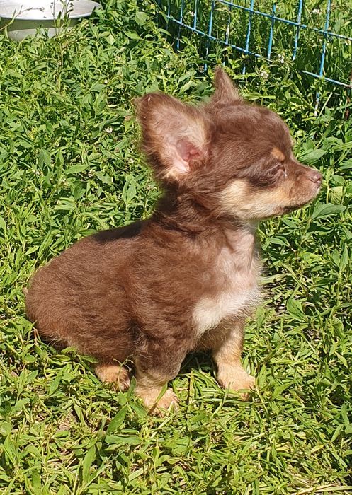 Чихуахуа шоколадно подпалые длинношерстные