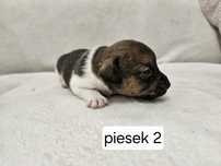 Piesek Jack Russell terrier