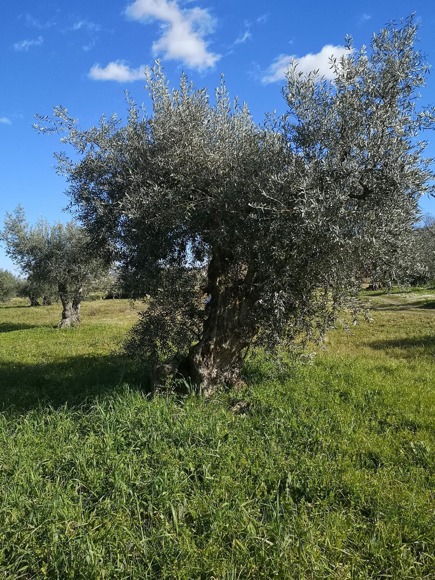 Oliveiras centenárias