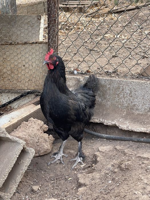 Galinhas marans adultas
