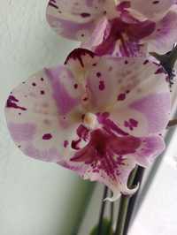 Орхидея Фаринопсис Биг лип "Алмазное небо"