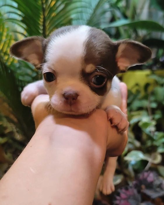 Чихуахуа девочка