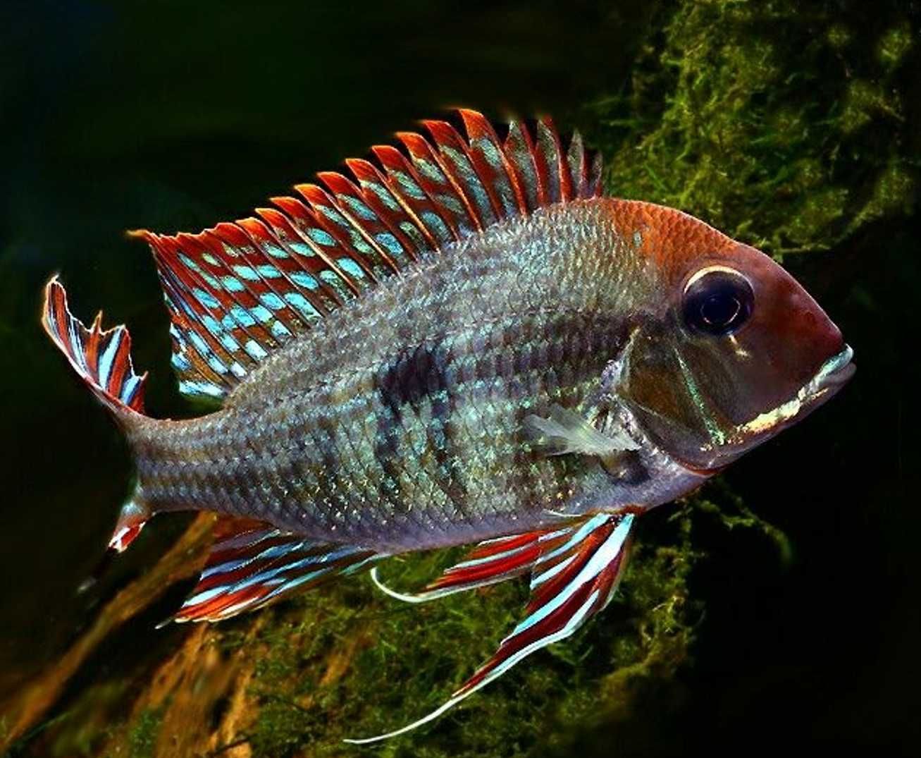 Ziemiojad RED HEAD TAPAJOS - Geophagus - dowóz, wysyłka