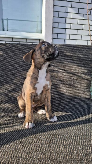 Щенки немецкого боксера