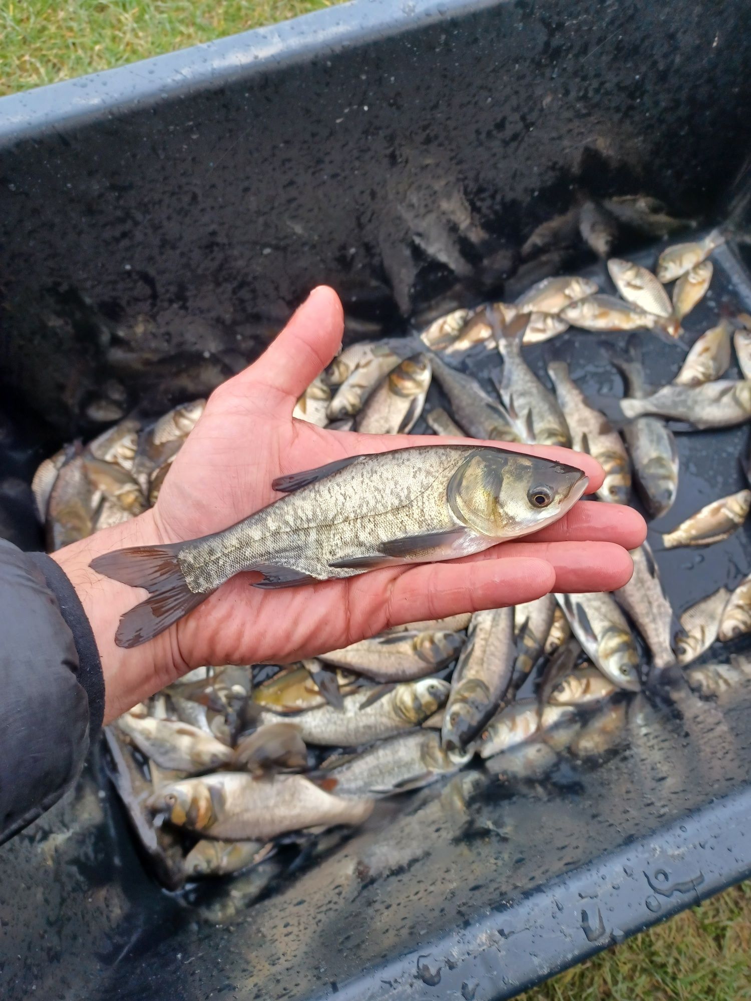 Karp narybek/kroczek. Lin , Amur , Tołpyga , Węgorz..