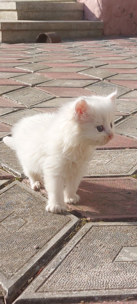 Котик, котеня, кошеня, киця