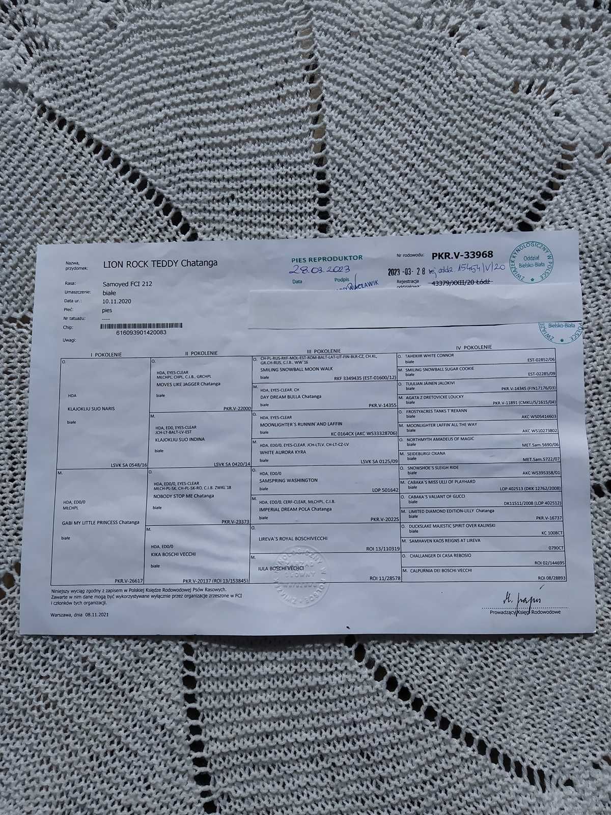Samoyed Samojed Związek kynologiczny FCI sunia  gotowa do odbioru
