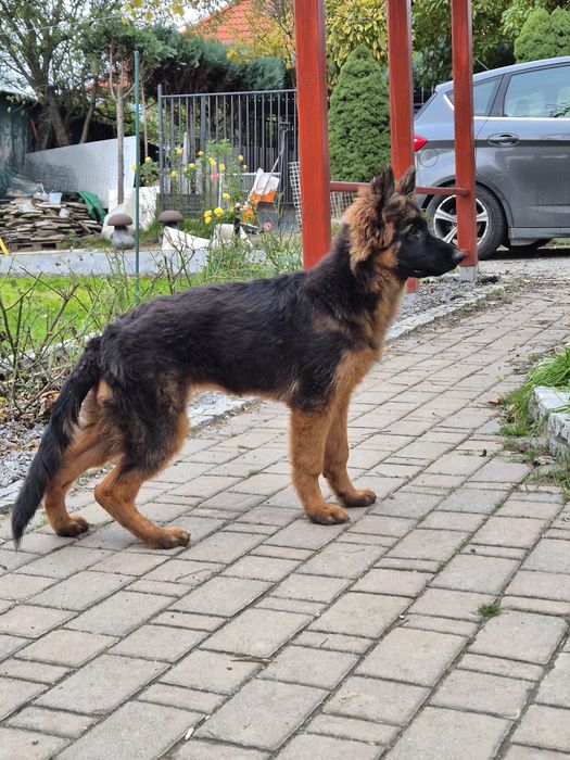 Owczarek niemiecki długowłosy, szczeniak rasowe