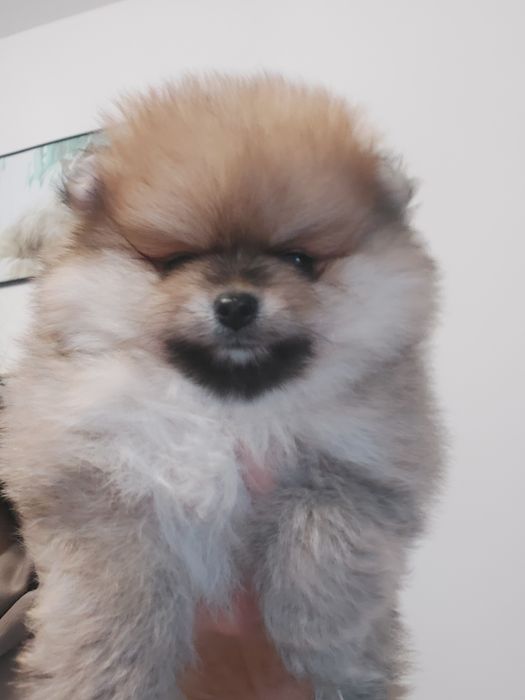 Piękna suczka Pomeranian