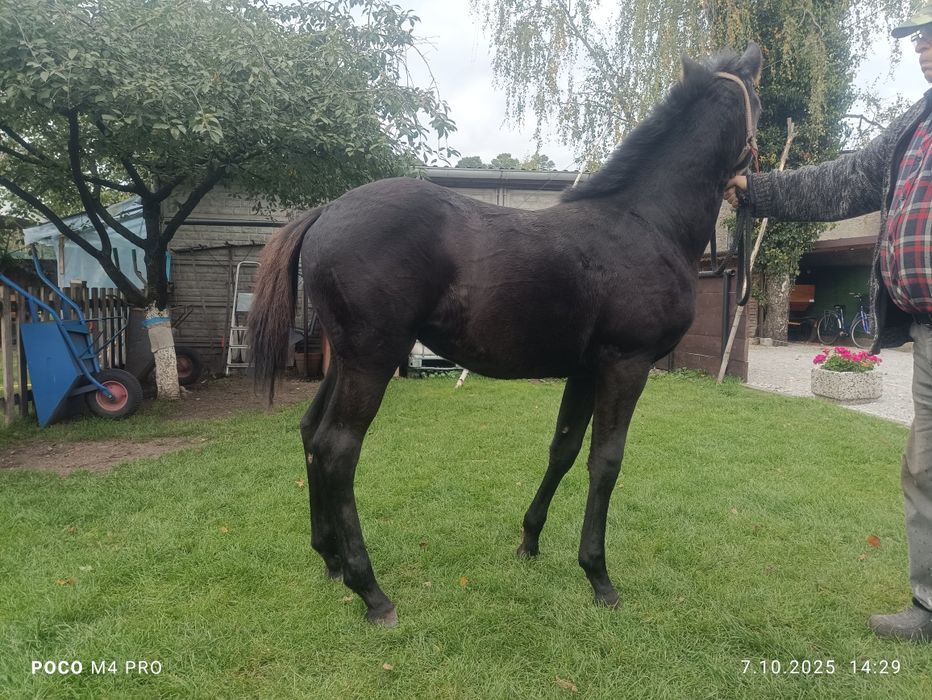 Witam zamienię dwa źrebaki