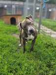 Mania-suczka w typie amstaffa-adopcja do domu znającego specyfikę rasy