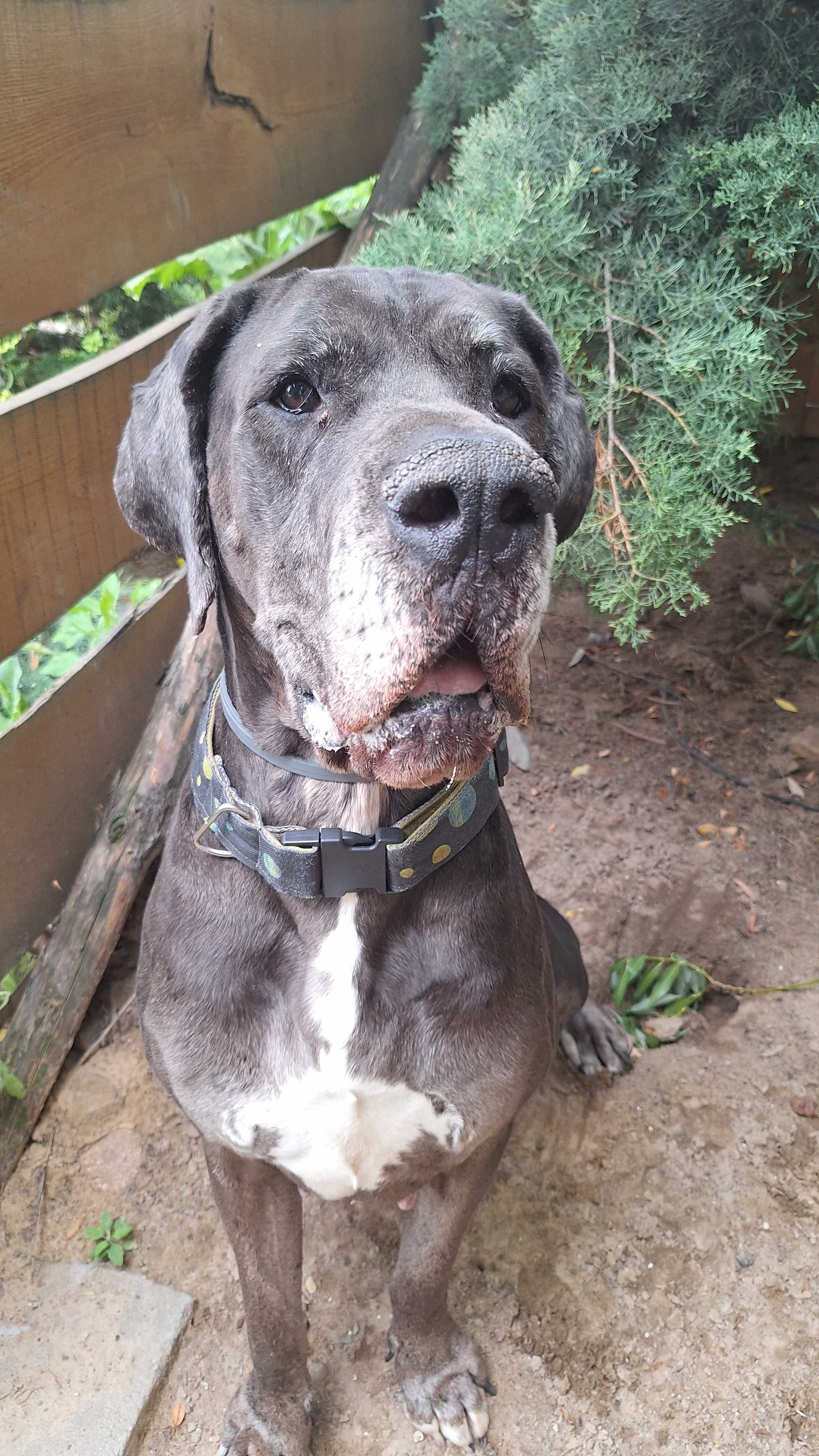 Dog niemiecki merle DO ADOPCJI !