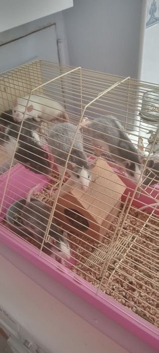 Декоративні щуренята