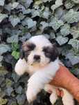 Suczka - shih-tzu