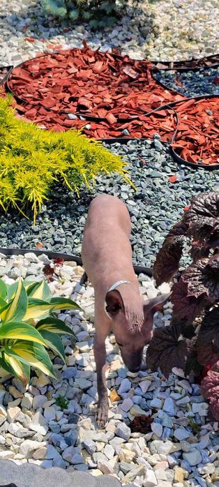 Nagi Pies Meksykański miniaturowy   Riki Xolo Badania DNA