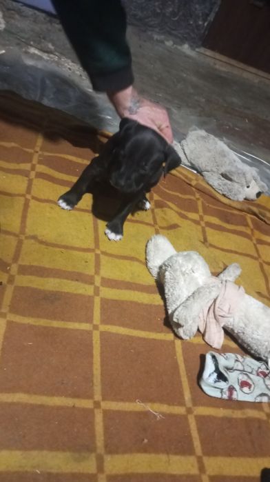 Продам щенков амстафов їдять все