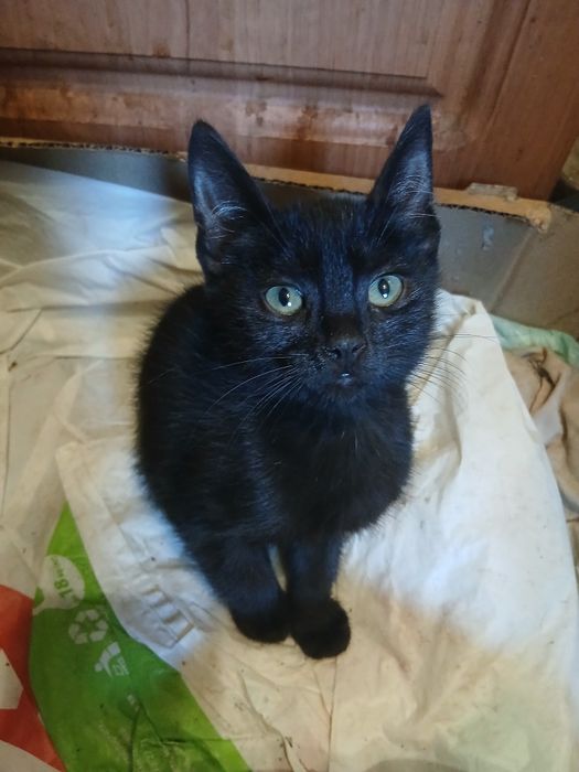 Продам котят британцев