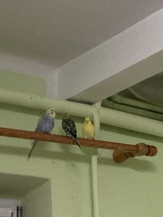 papugi mlode z tego roku