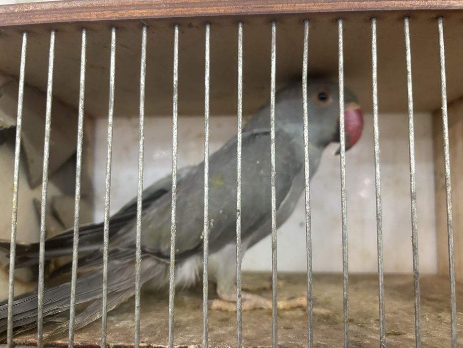 Sprzedam aleksandrety obrożne