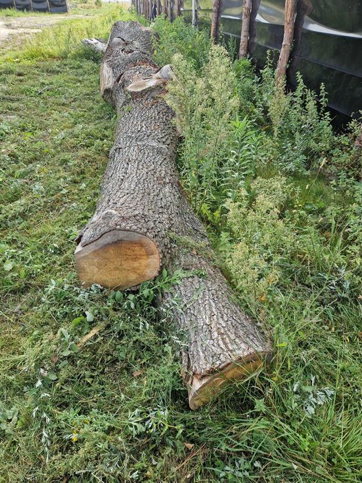 Kłoda Jesion Dąb  drzewo duże deski