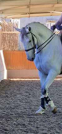 Cavalo Lusitano Letra L