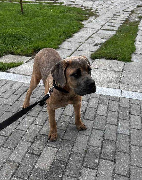Cane Corso samiec